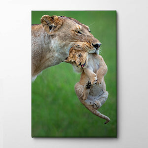 Lioness with cub Canvas Print