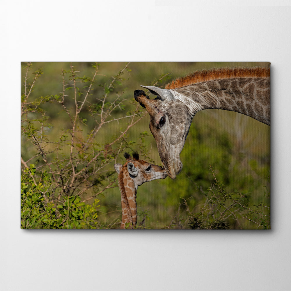 Kiss ! Canvas Print